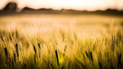 Hohenheimer Wissenschaftler*innen suchen nach Getreidesorten, die dem Klimawandel trotzen und nach neuen Wegen, um die Backqualität zu bemessen. Hohenheimer Wissenschaftler*innen suchen nach Getreidesorten, die dem Klimawandel trotzen und nach neuen Wegen, um die Backqualität zu bemessen.