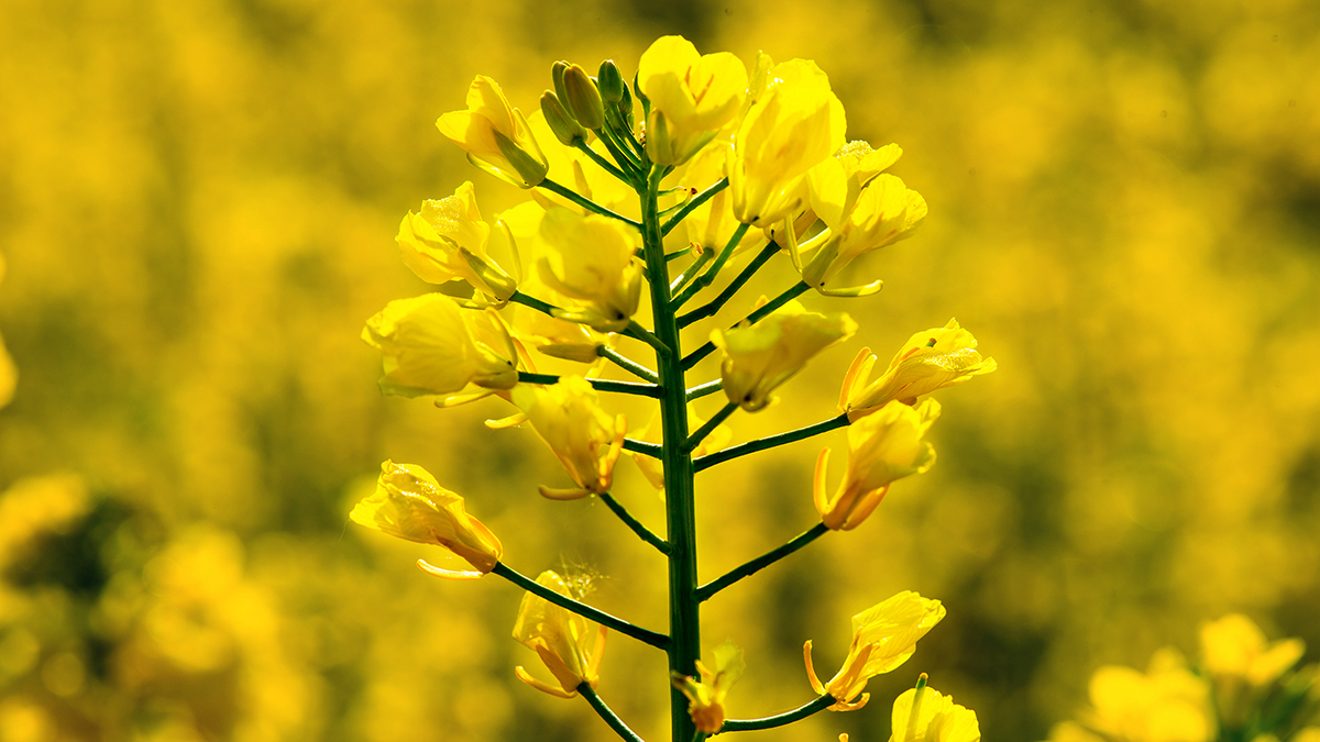 Fewer bitter substances Rapeseed