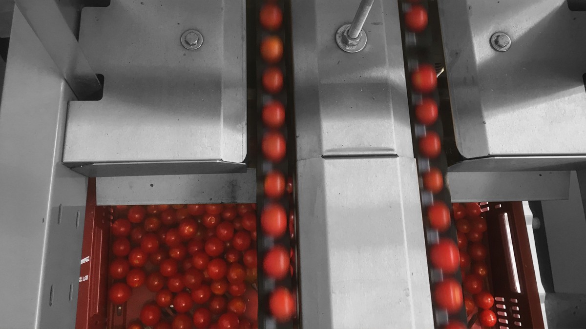 The camera keeps pace with the high production speeds and analyses up to 60 tomatoes per second on two parallel lines.