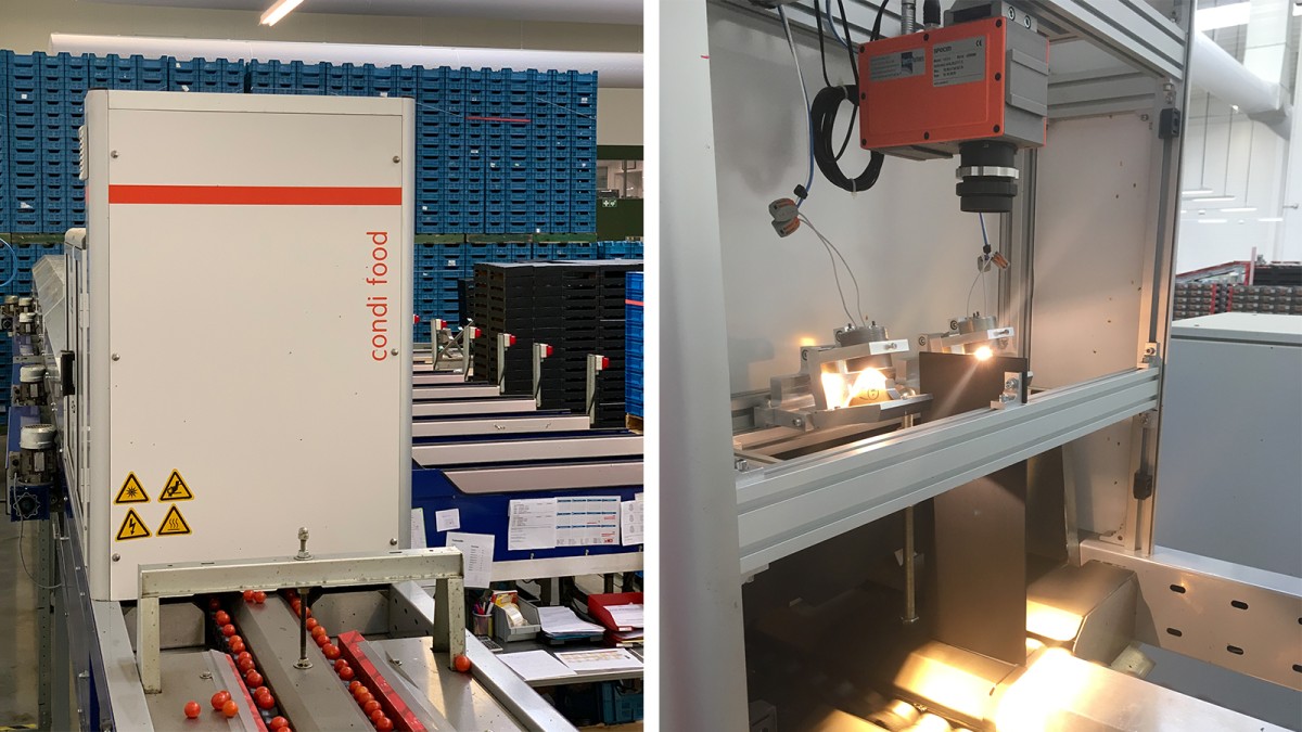 Example of successful implementation of hyperspectral analysis: Condi Food has integrated the real-time evaluation of taste directly into the sorting process during tomato harvesting.