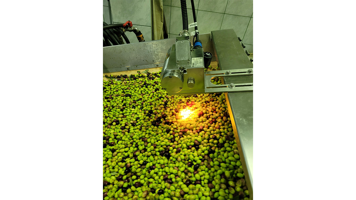 A production machine is filled with green, black, and brown olives. The machine appears to be used for processing or sorting the fruit, with a bright red light visible inside.
