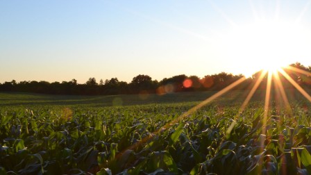Sustainable agriculture Cornfield