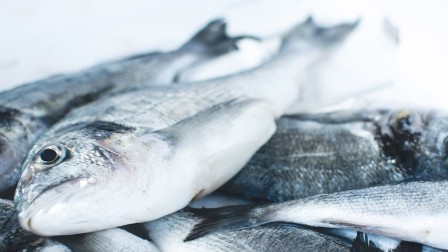 Aquakultur: Die Fischproduktion der Zukunft? Fische auf Eis
