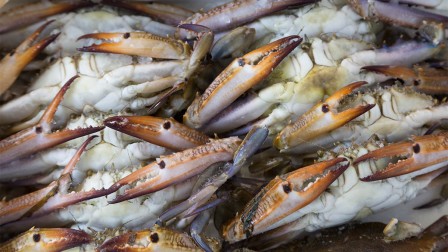 Aquakultur als Beitrag zur Welternährung Fische und Meeresfrüchte