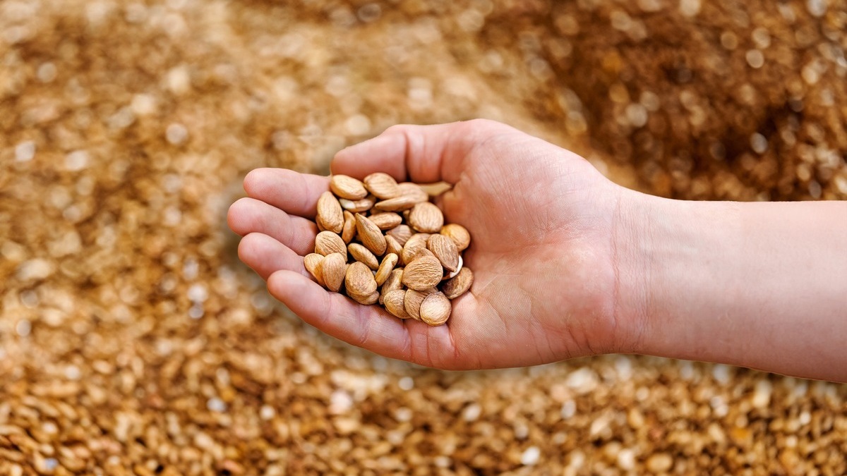 From the stone fruit seed to a superfood