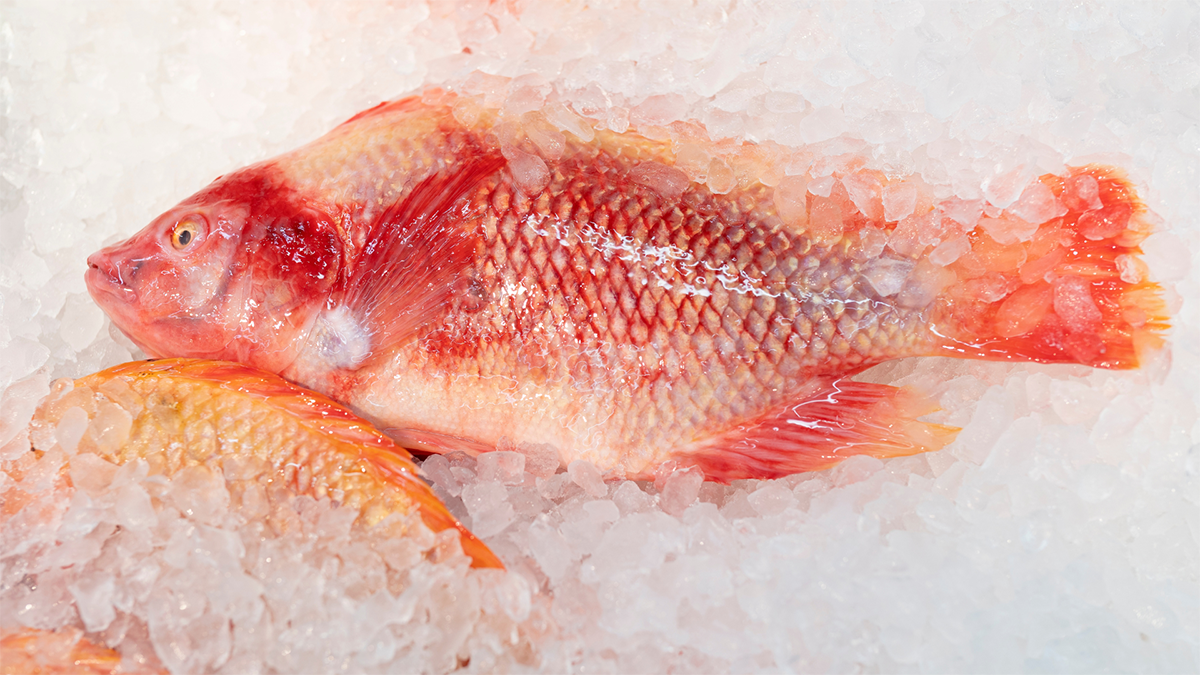 Frozen fish as a symbol for frozen food