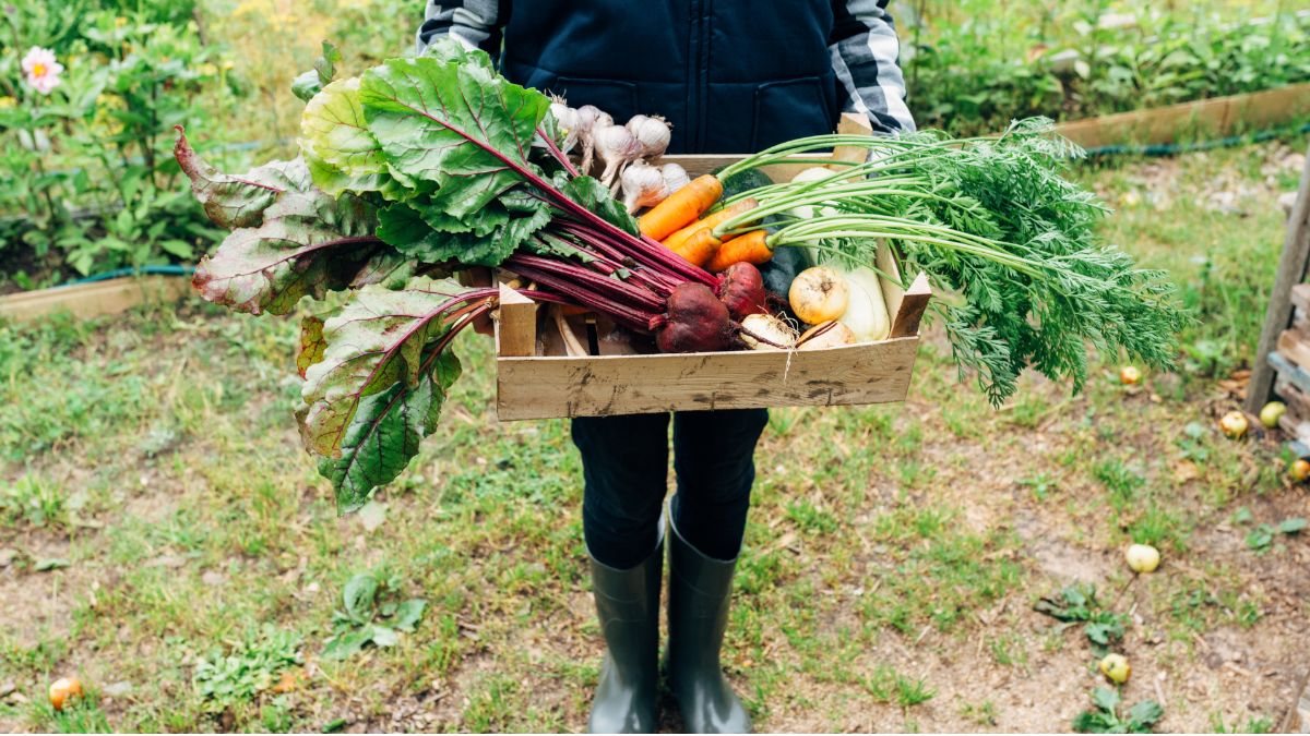A person holding a wooden box full of freshly harvested organic vegetables like carrots, beetroot, courgette, onion and garlic - symbolic for organic trends.
