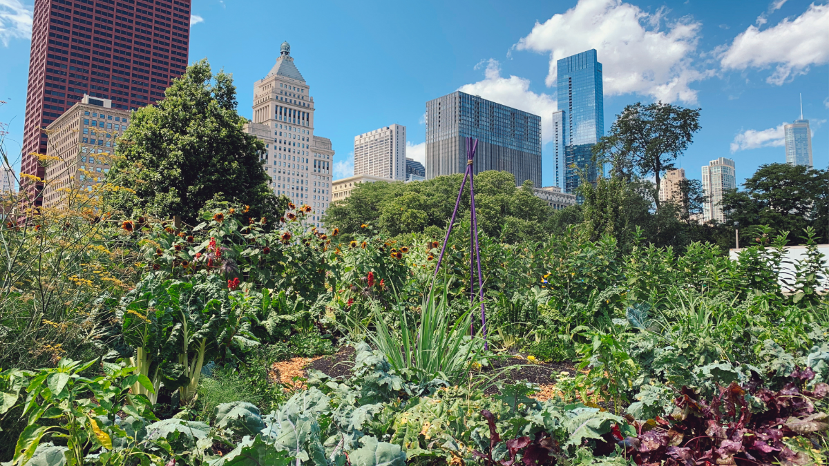 An urban garden with a selection of organic vegetables in front of a modern skyline - symbolic for organic trends in cities. 