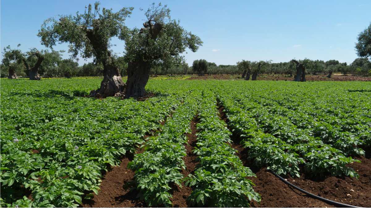 Ein weitläufiges Bio-Feld mit grünem Gemüseanbau und alten Olivenbäumen – Symbolbild für nachhaltige Bio-Trends in der Landwirtschaft.