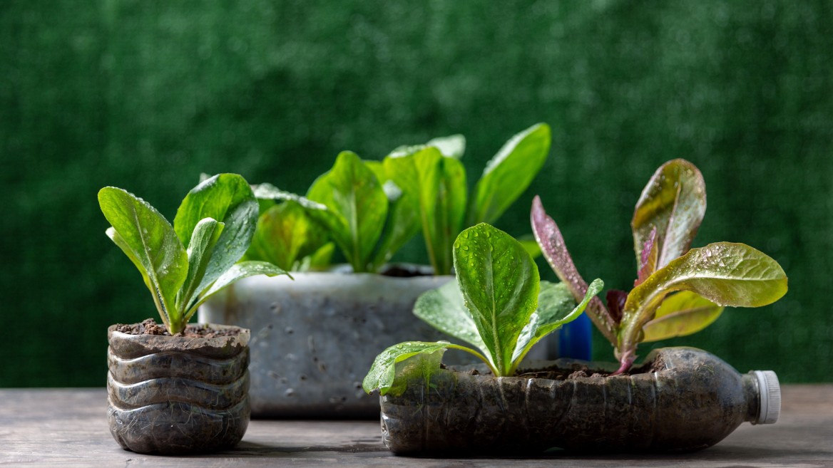 Some salad plants are growing in an old plastic bottle