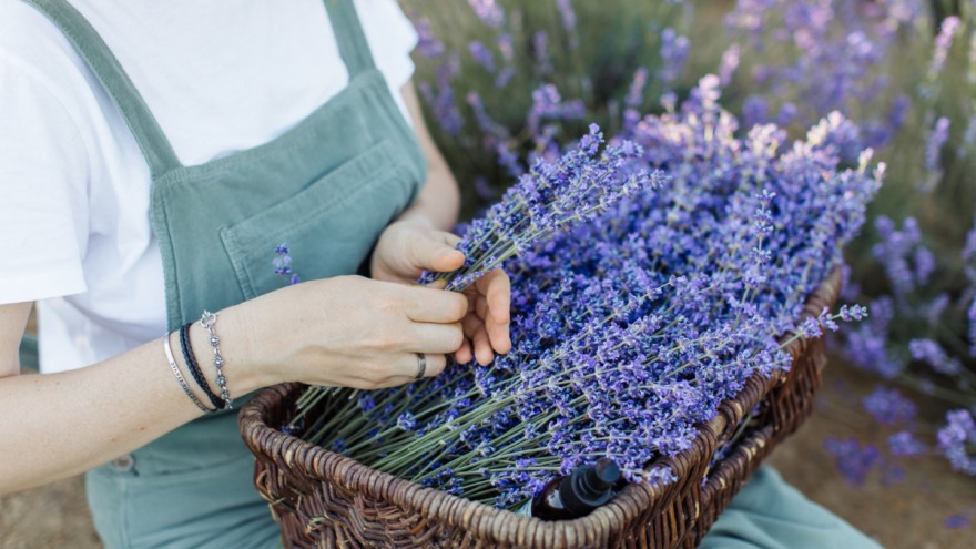 Soothing-Lavender-Purple-of-Anastasia-Shuraeva-of-Pexels SoothingLaven Purple of Anastasia Shuraeva of Pexels
