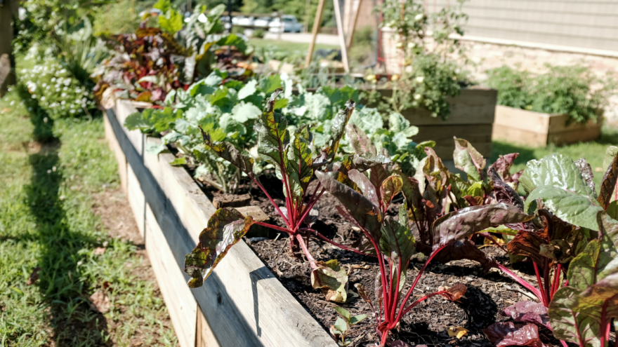 Raised bed with salat