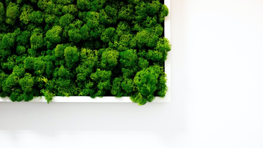 Moss-wall Moss wall