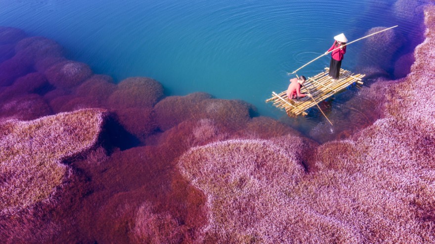 Organic raw material Pink algae in the water by dangquangn on Pixabay Organic raw material Pink algae in the water by dangquangn on Pixabay