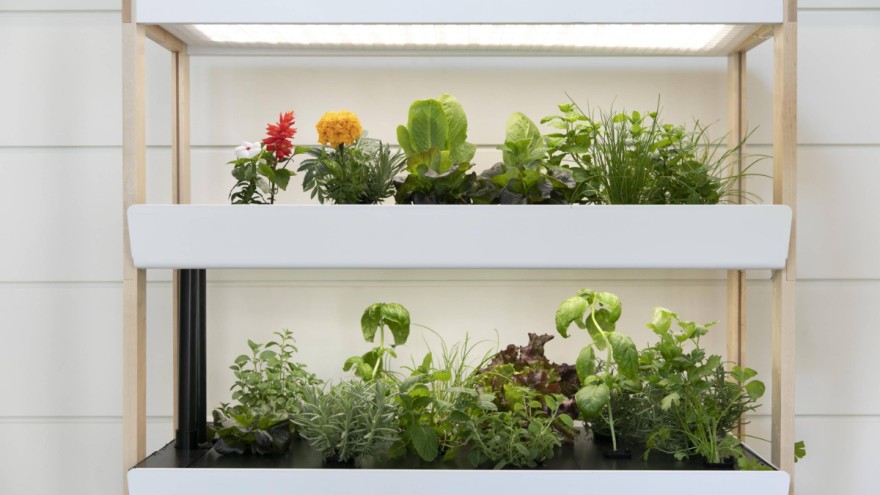 indoor-garden-by-rise-gardens The Indoor Garden by Rise Gardens
