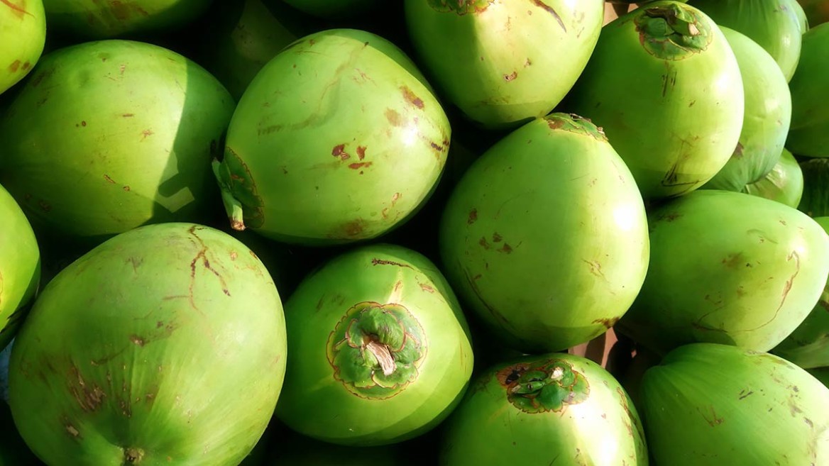 Several coconuts with a green, outer shell - the starting material for Calowry's process.