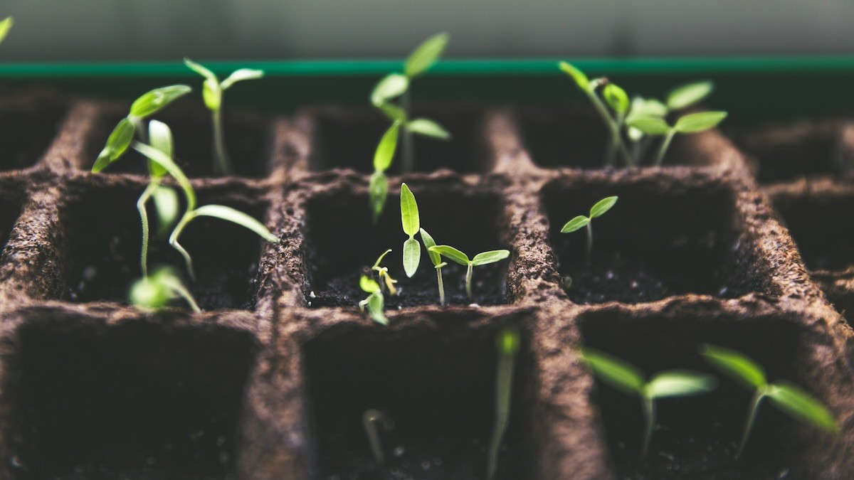 Plant pots with seedlings