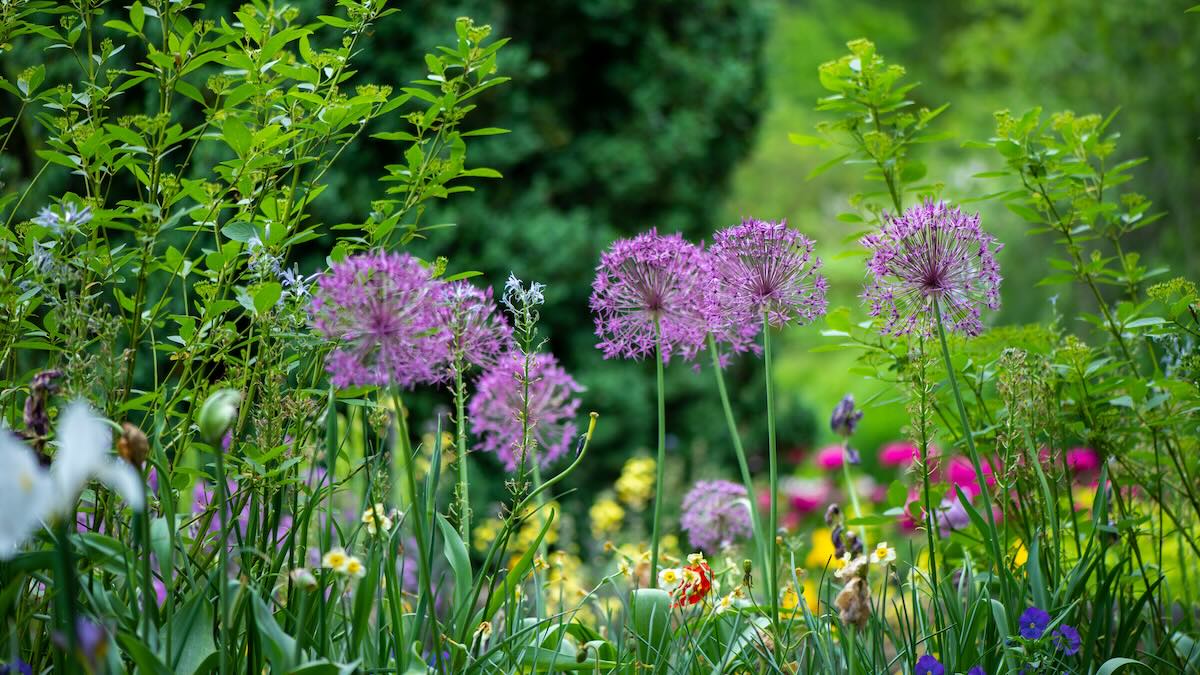 Pflanzen- und Gartentrends 2026