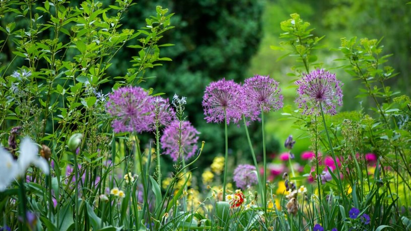 Blumenwiese mit blühenden Pflanzen