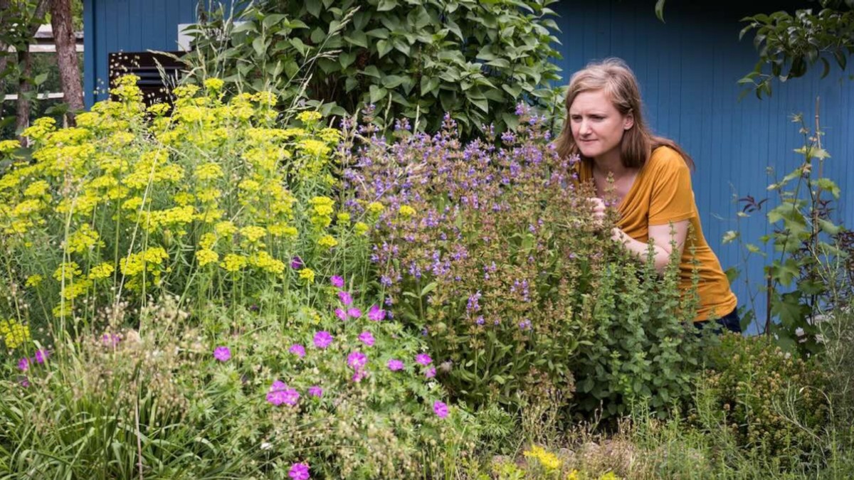 Natural garden with flowering perennials