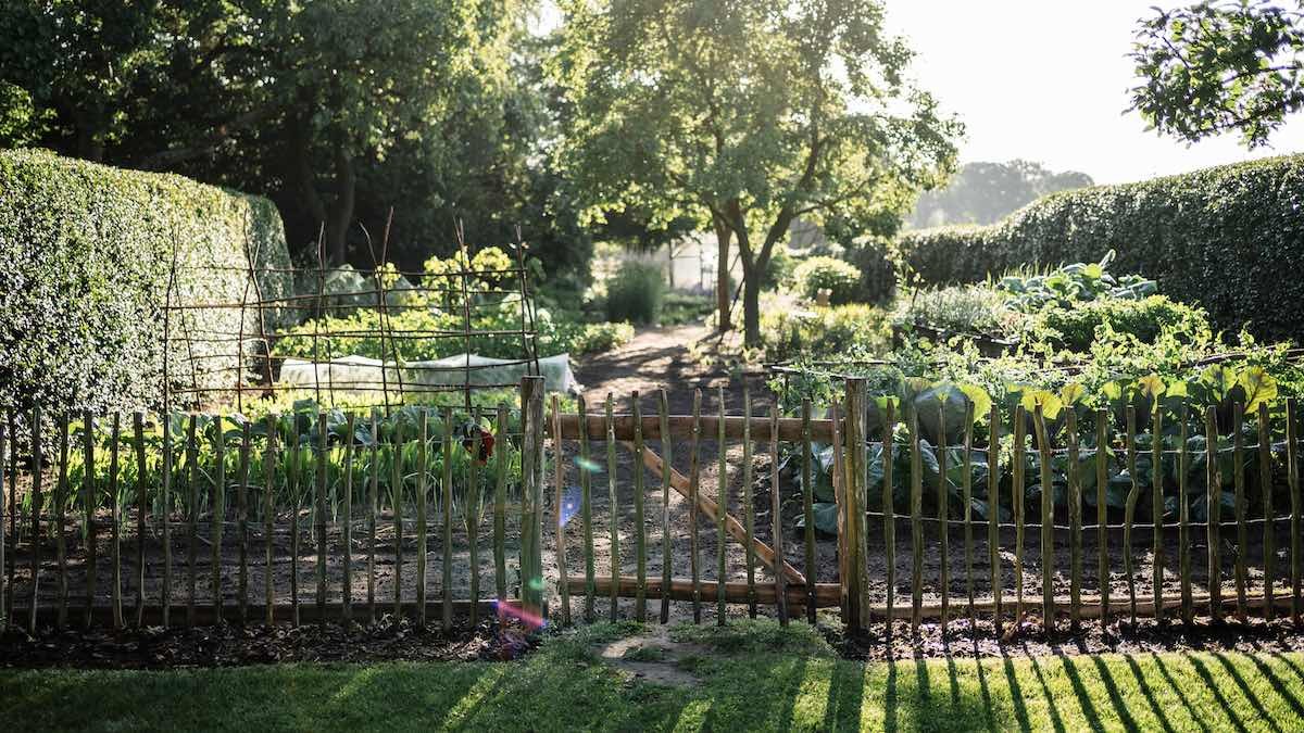 Blick auf einen Gemüsegarten zur Selbstversorgung
