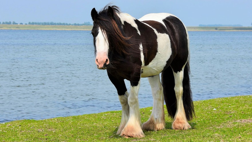 Irish Cob Irish Cob