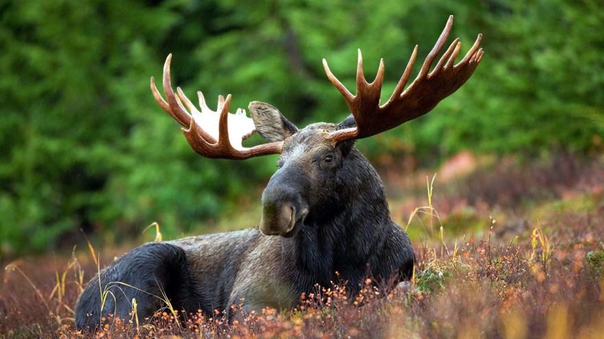 The moose population in Sweden is between 300,000 and 400,000 strong. The moose population in Sweden is between 300,000 and 400,000 strong.