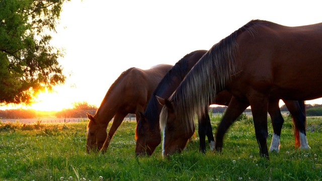 Sustainability in the equestrian industry Sustainability in the equestrian industry