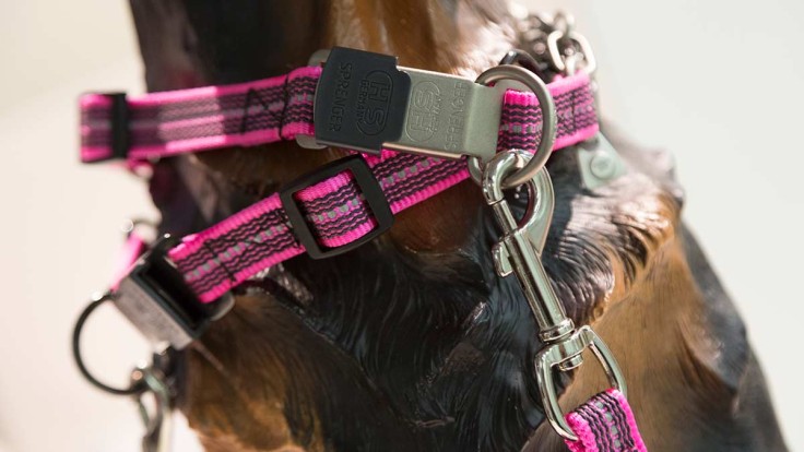 dog collar