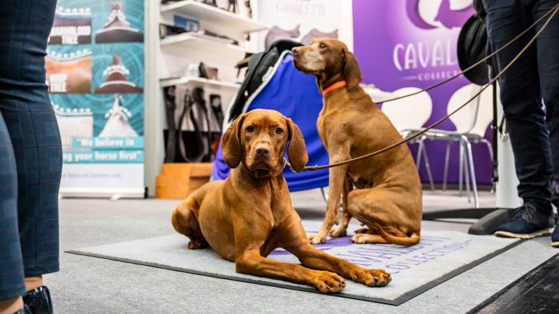 Two brown dogs with red collars, one lying down and the other sitting on a carpet at a trade show booth with chairs and banners.